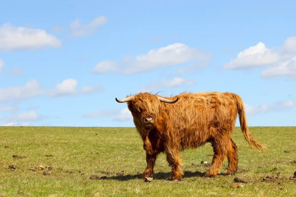 Highland cow on a hillside — Stok fotoğraf