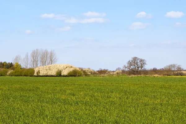 Pole pszenicy z kwitnienie tarniny — Zdjęcie stockowe