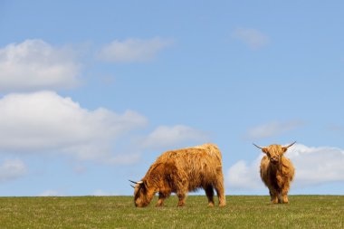 Highland cattle clipart