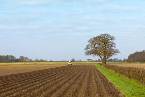 stock image Planting potatoes