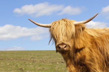 Close up of a highland cow clipart