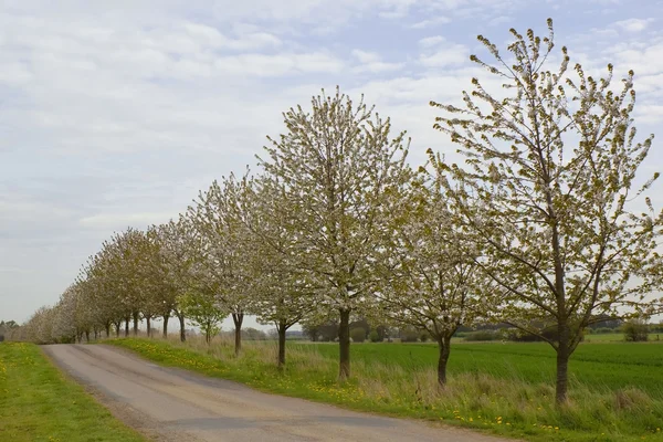 Kvetoucí třešně — Stock fotografie
