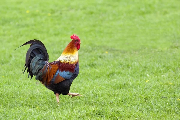 色鮮やかな無料の範囲鶏 — ストック写真