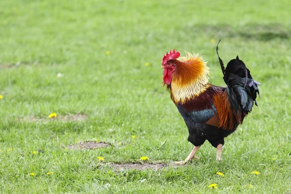 無料の範囲鶏 — ストック写真