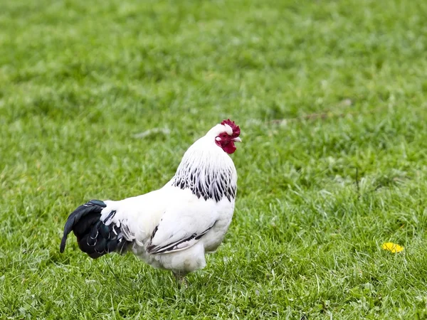 Ücretsiz aralığı tavuk — Stok fotoğraf