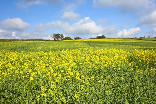 stock image Springtime