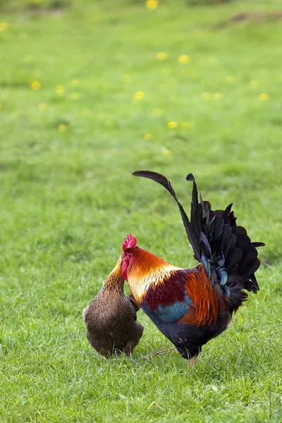 Freilandhähne und Hühner — Stockfoto