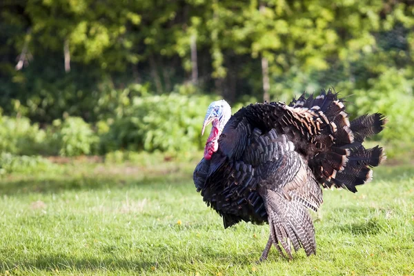 Free range turkey cock — Stock Photo, Image