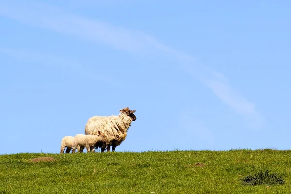 Owce na zboczu wzgórza — Zdjęcie stockowe
