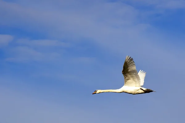 stock image Mute swan in fkight