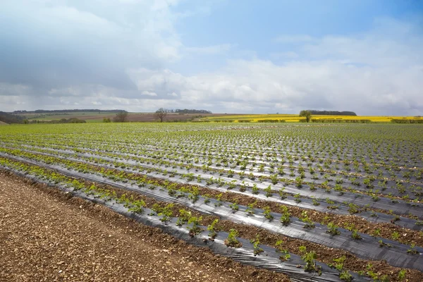 Strawberry fields — Stock Photo, Image