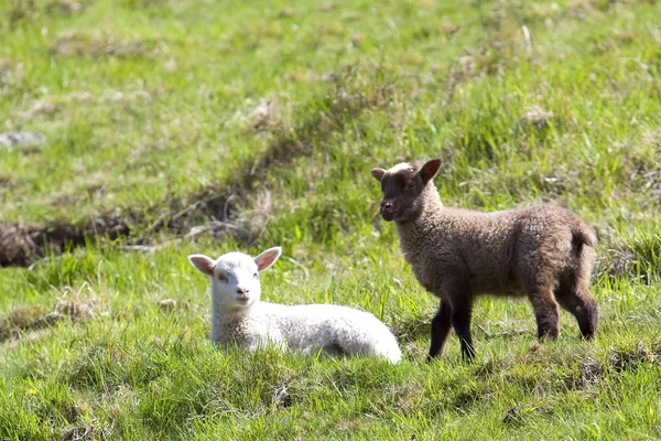 Två lamm på en sluttning på våren Royaltyfria Stockfoton