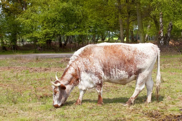 Inglese lungo corno mucca — Foto Stock