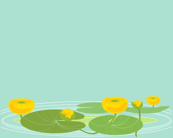 Water lillies — Stock Vector