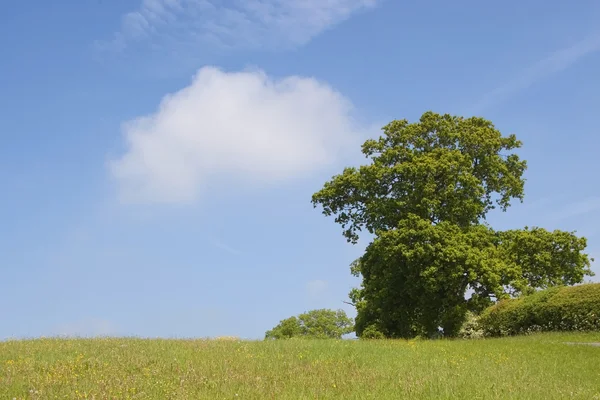 stock image Wild flowers and oak tree