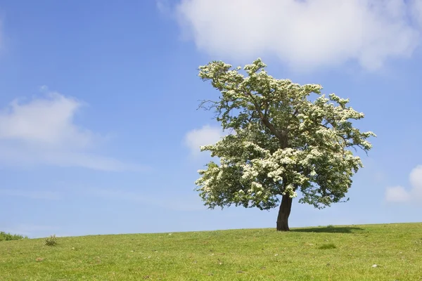Hawthorn träd i blomma Stockbild