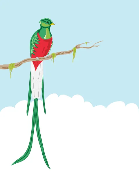 Quetzal risplendente — Vettoriale Stock