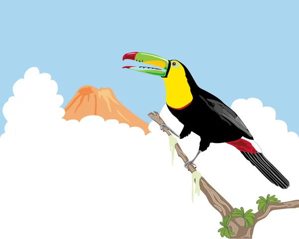 Keel billed toucan — Stock Vector