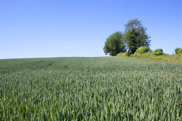 丘の中腹に耕作に適した分野 — ストック写真