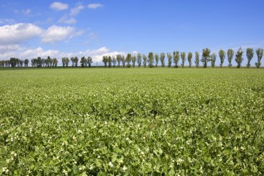 Pea field with poplar trees clipart