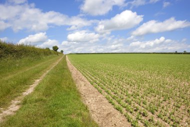 Pea field with hedgerow clipart