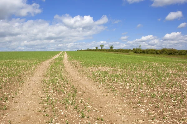 Track through a pea field — Stock Photo, Image