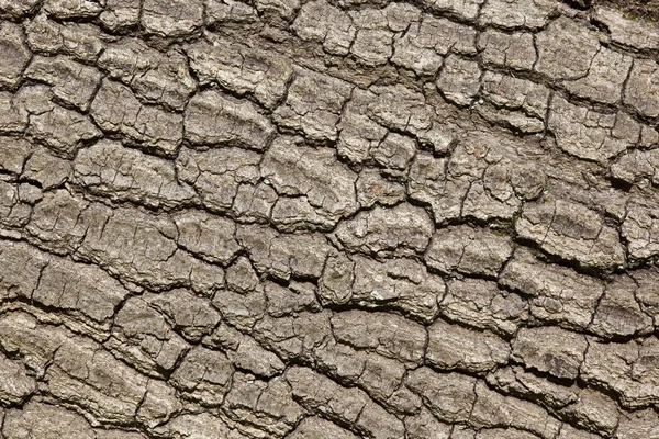 橡树树皮 — 图库照片