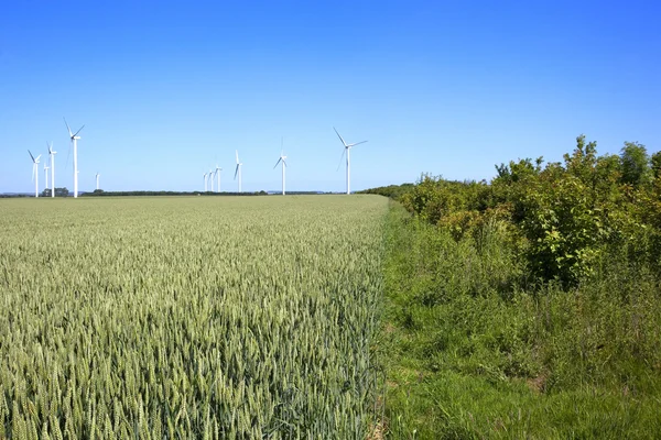 Пшеничные поля с ветряными турбинами — стоковое фото
