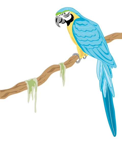 Gold and blue macaw — Stock Vector