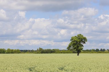 Wheat field clipart