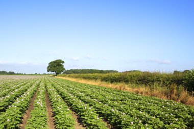 Midsummer potato field clipart