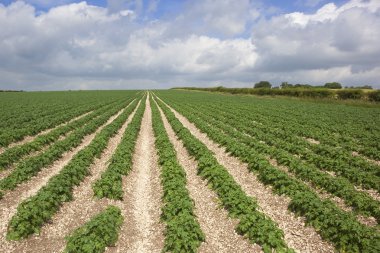 Potato rows clipart