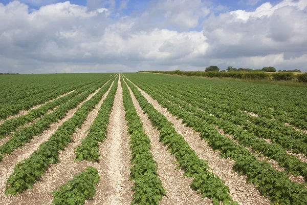 Potato rows — Stock Photo, Image