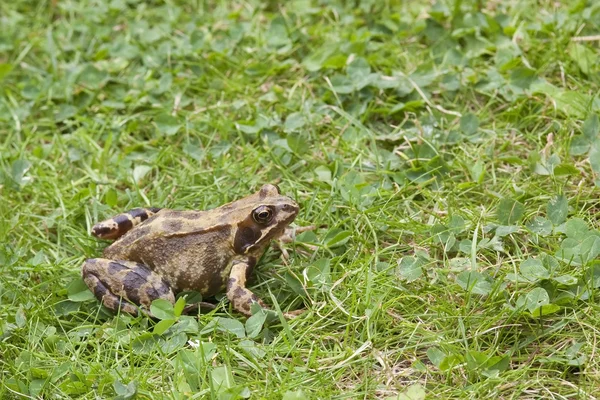 Common frog — Stock Photo, Image