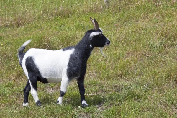 Zwarte en witte geit — Stockfoto