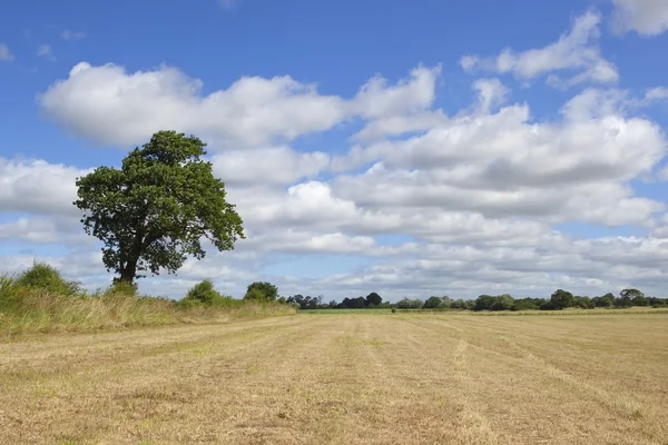 Oak tree and hay field — Stock Photo, Image
