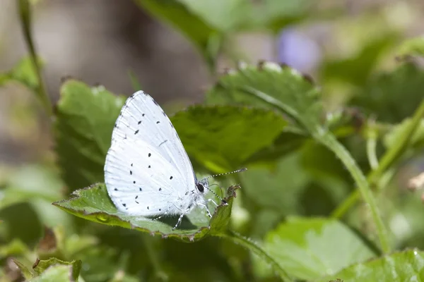 Holly blue butterfly — Stock Photo, Image