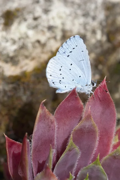 Holly niebieski motyl — Zdjęcie stockowe
