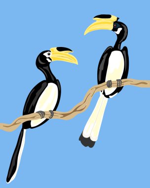 Malabar pied hornbills clipart