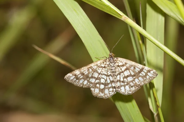 Latticed heath moth — Stock Photo, Image