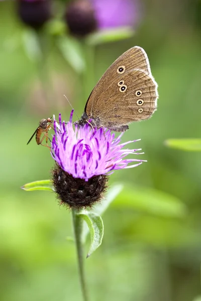 Ringlet butterfly — Stock Photo, Image