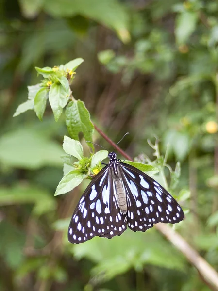 Mavi kaplan kelebek — Stok fotoğraf