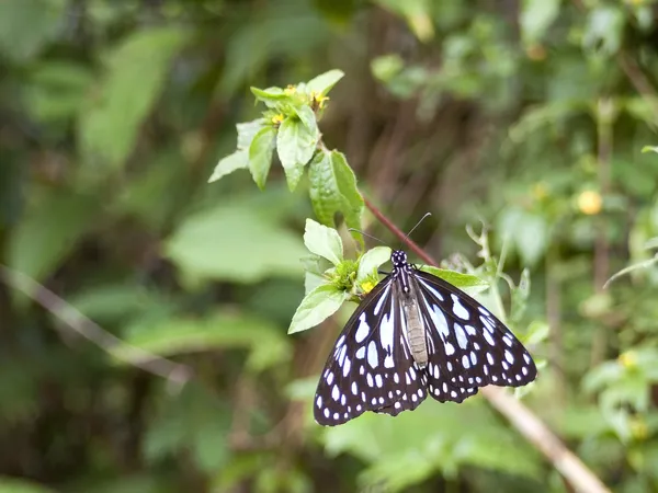 Blauwe tijger vlinder — Stockfoto