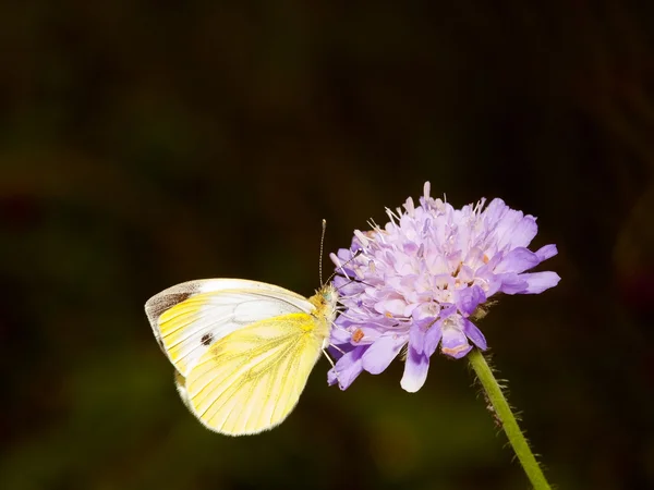큰 흰 나비 — 스톡 사진