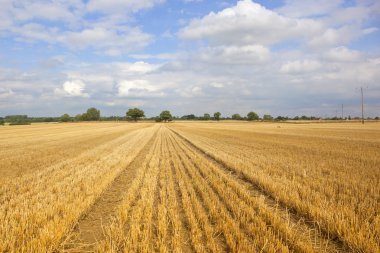 Newly harvested field clipart