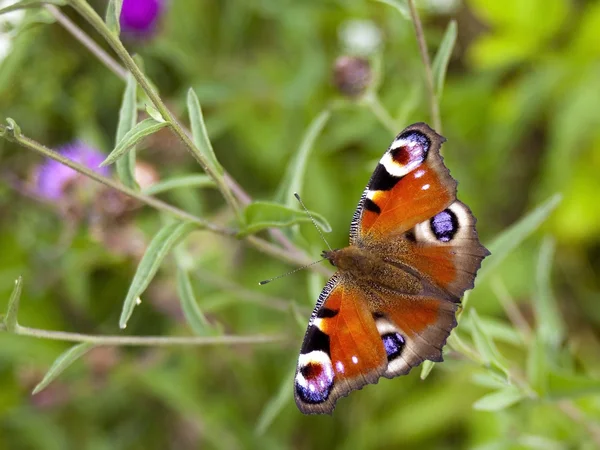 Павич метелик — стокове фото