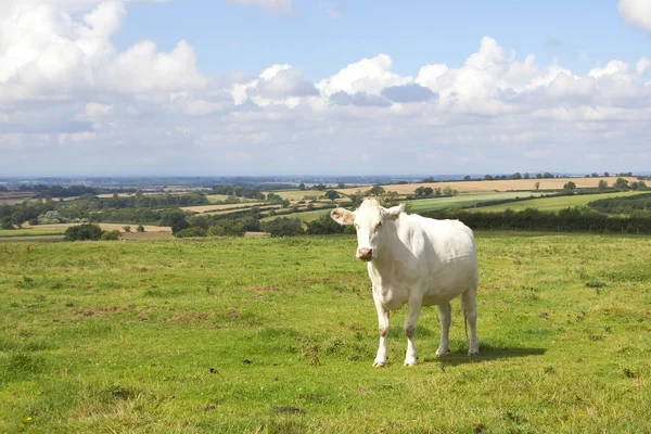 Krajina s bílým kráva na louce v létě — Stock fotografie