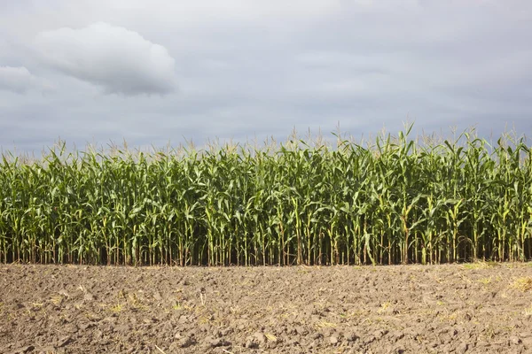 Поле кукурузы с почвой — стоковое фото