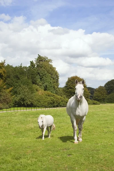 Cavalo branco e pônei — Fotografia de Stock