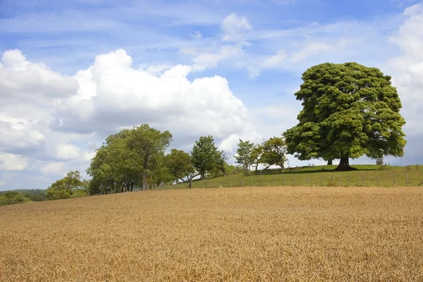 English landscape — Stock Photo, Image
